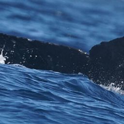 Fluke of HW-MN0525202
