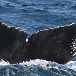 Fluke of NA-8191
