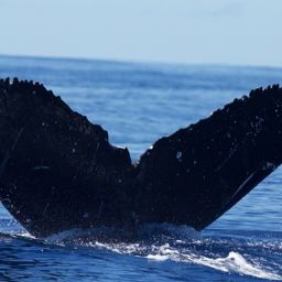 Fluke of BCX1179