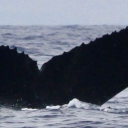 Fluke of HW-MN0440807