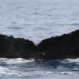Fluke of PWF-NP_2561