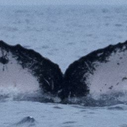 Fluke of HW-MN0440817