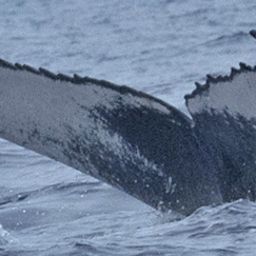 Fluke of HW-MN0440808