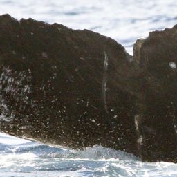 Fluke of CRC-18148