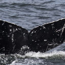 Fluke of Whale Awareness Ribbon