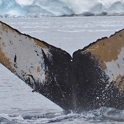 Fluke of HW-MN1301083