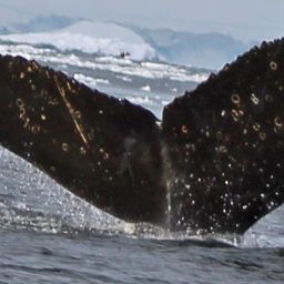 Fluke of HW-MN1301085