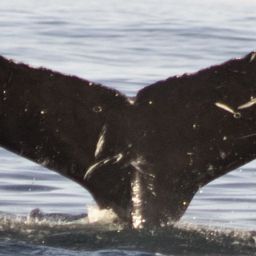 Fluke of CRC-17805