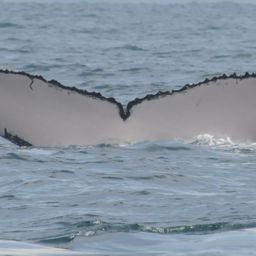 Fluke of PAN-1258