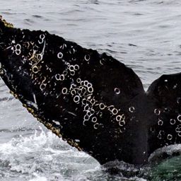 Fluke of CRC-17455