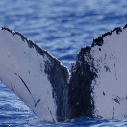 Fluke of HW-MN0445511