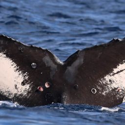 Fluke of HW-MN0445514