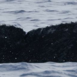 Fluke of HW-MN0445520