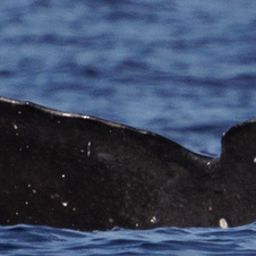 Fluke of HW-MN0445545