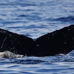 Fluke of HW-MN0445546