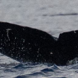 Fluke of HW-MN0445548