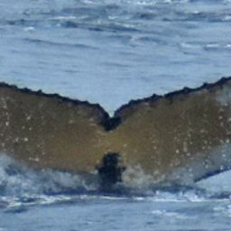 Fluke of Moby Jim