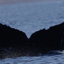 Fluke of HW-MN0445555