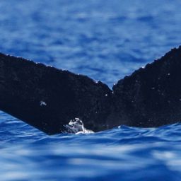 Fluke of HW-MN0445568