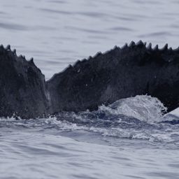 Fluke of HW-MN0445571
