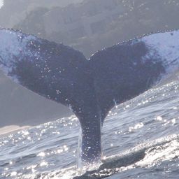 Fluke of CRC-15499