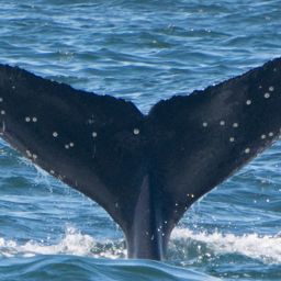 Fluke of CRC-17823