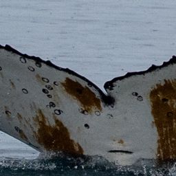 Fluke of HW-MN1308880
