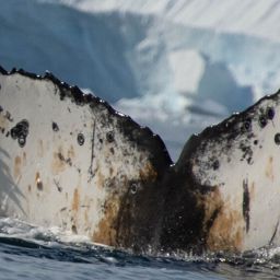 Fluke of HW-MN1308892