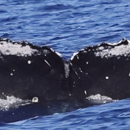 Fluke of HW-MN0445594