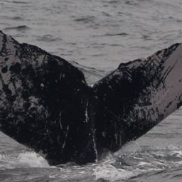 Fluke of HW-MN0104617