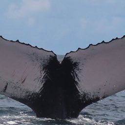 Fluke of HW-MN1301110