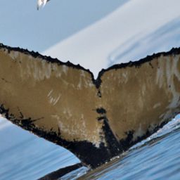 Fluke of HW-MN1301111