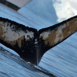 Fluke of HW-MN1301112