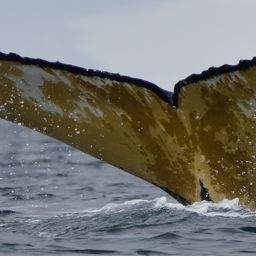 Fluke of HW-MN1308913