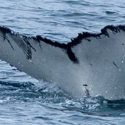 Fluke of HW-MN1308918