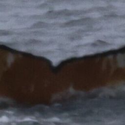 Fluke of HW-MN1308924