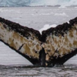 Fluke of HW-MN1301114