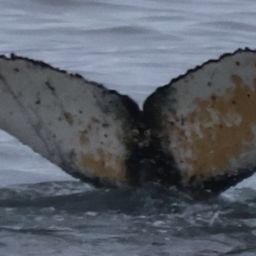 Fluke of HW-MN1308949