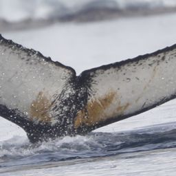 Fluke of HW-MN1308951