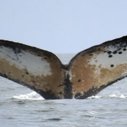 Fluke of HW-MN1301118
