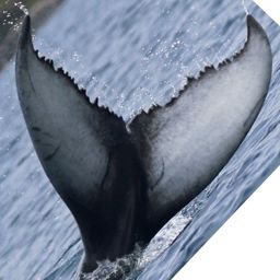 Fluke of HW-MN0445631