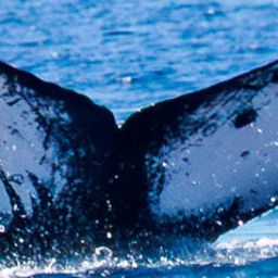 Fluke of CRC-23147