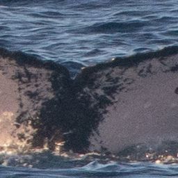 Fluke of HW-MN0445634