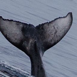 Fluke of HW-MN0445644
