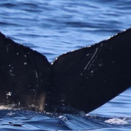 Fluke of CRC-23145
