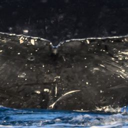 Fluke of HW-MN0445673