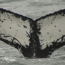Fluke of CRC-12439