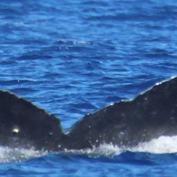 Fluke of HW-MN0445689
