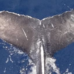 Fluke of 2025-2026 calf of Pyramid