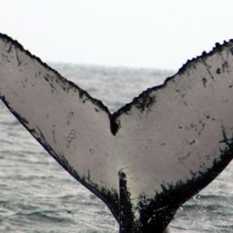 Fluke of Liathán
